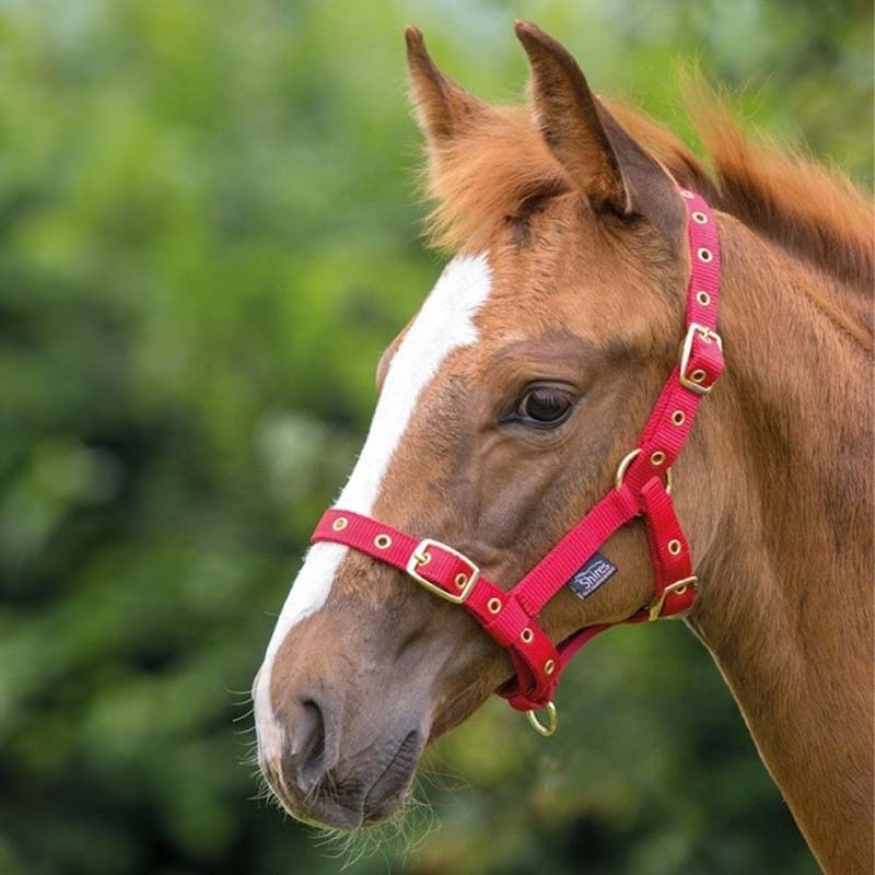 Fokhalster Rood