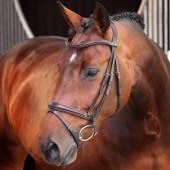 Hoofdstel LUSSO Elite Bruin Hoofdstel LUSSO Elite Bruin