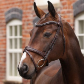 Hoofdstel Gevoerde Neusriem LUSSO Opus 180M Bruin