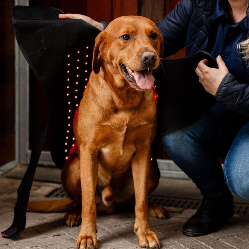 Therapiedeken Hond LED Red Light Therapy Zwart 