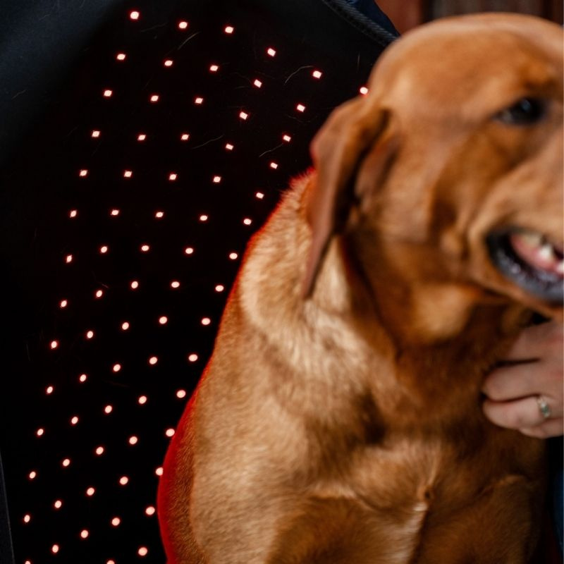 Therapiedeken Hond LED Red Light Therapy Zwart 