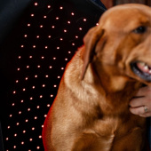 Therapiedeken Hond LED Red Light Therapy Zwart Therapiedeken Hond LED Red Light Therapy Zwart