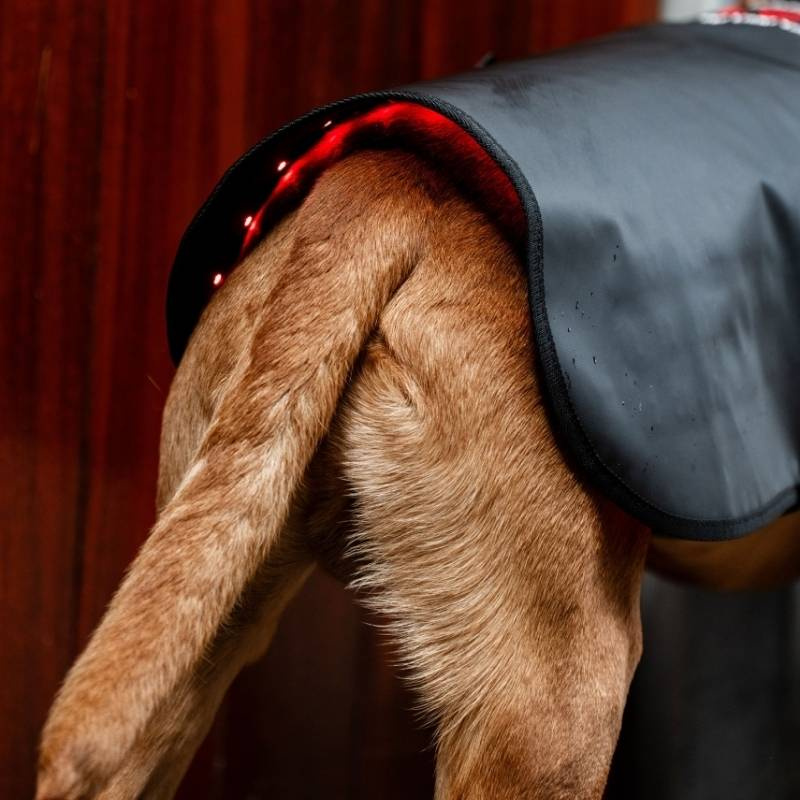 Therapiedeken Hond LED Red Light Therapy Zwart 