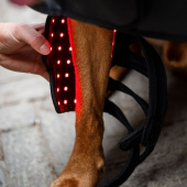 Therapieverband Hond LED Red Light Therapy Zwart Therapieverband Hond LED Red Light Therapy Zwart
