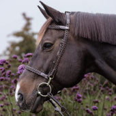 Hoofdstel Plaited Training Working Collection Bruin Hoofdstel Plaited Training Working Collection Bruin